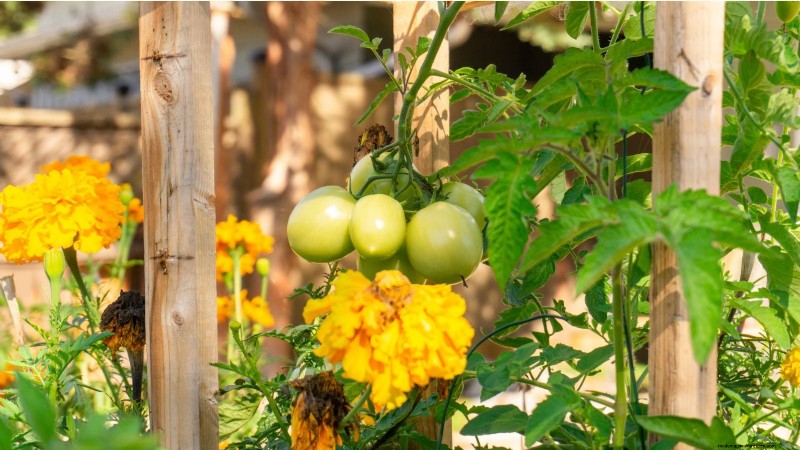 Las mejores combinaciones de plantación complementaria de vegetales para la primavera 