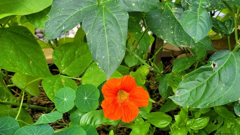Las mejores combinaciones de plantación complementaria de vegetales para la primavera 
