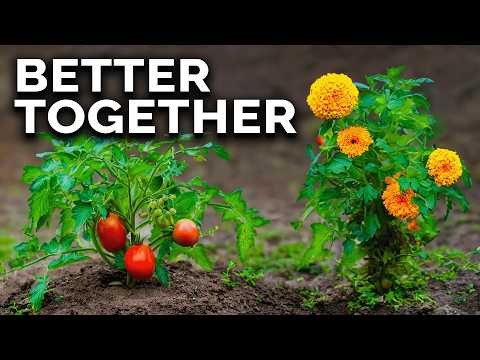 Las mejores combinaciones de plantación complementaria de vegetales para la primavera 