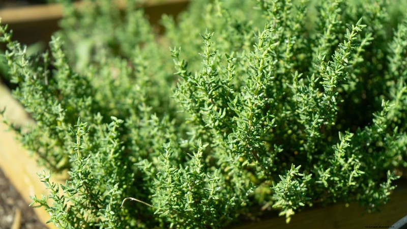 Las mejores combinaciones de plantación complementaria de vegetales para la primavera 