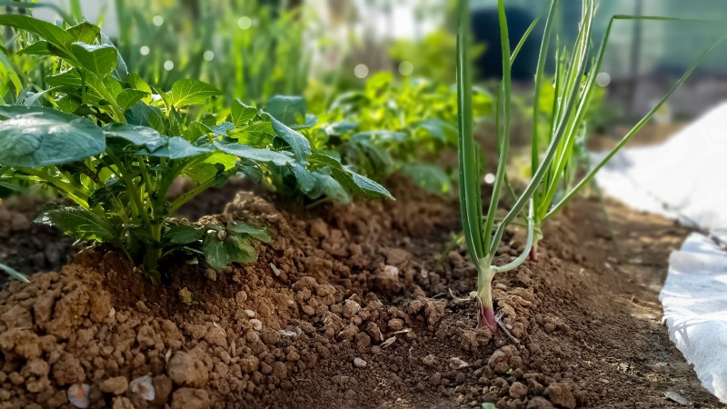 Las mejores combinaciones de plantación complementaria de vegetales para la primavera 
