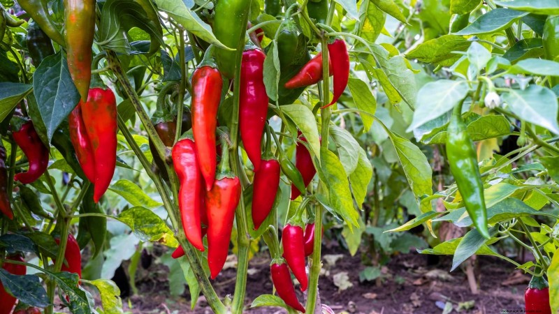 Las mejores combinaciones de plantación complementaria de vegetales para la primavera 