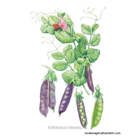 Sugar Snap Peas kweken:een beginnershandleiding voor gemakkelijke oogsten 