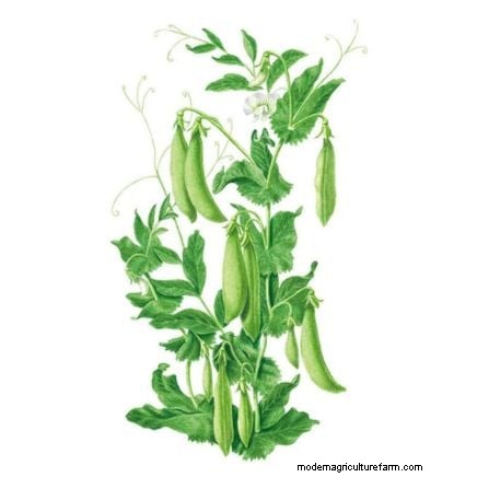 Sugar Snap Peas kweken:een beginnershandleiding voor gemakkelijke oogsten 