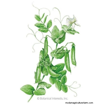 Sugar Snap Peas kweken:een beginnershandleiding voor gemakkelijke oogsten 