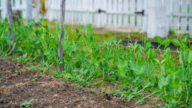 Sugar Snap Peas kweken:een beginnershandleiding voor gemakkelijke oogsten 