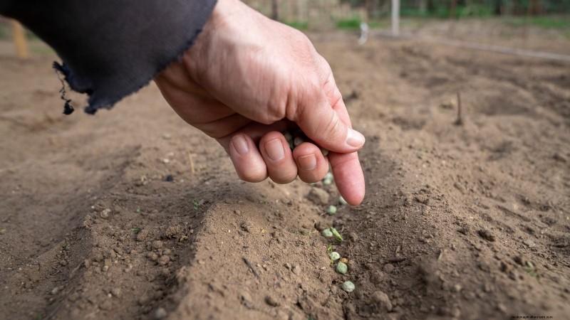 Sugar Snap Peas kweken:een beginnershandleiding voor gemakkelijke oogsten 