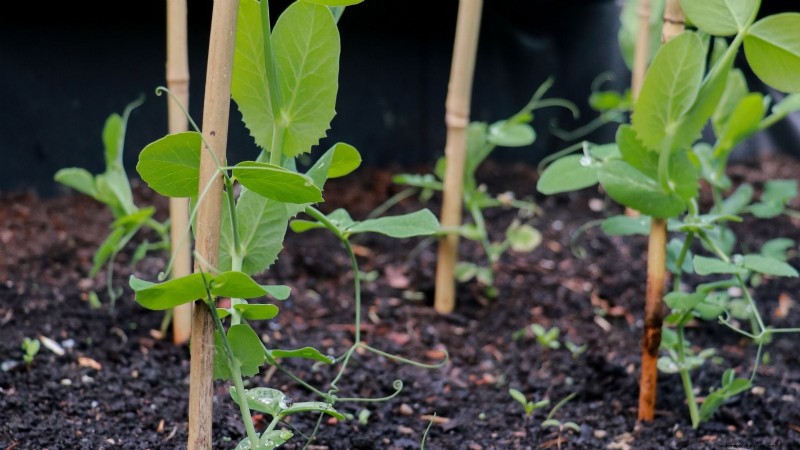 Sugar Snap Peas kweken:een beginnershandleiding voor gemakkelijke oogsten 