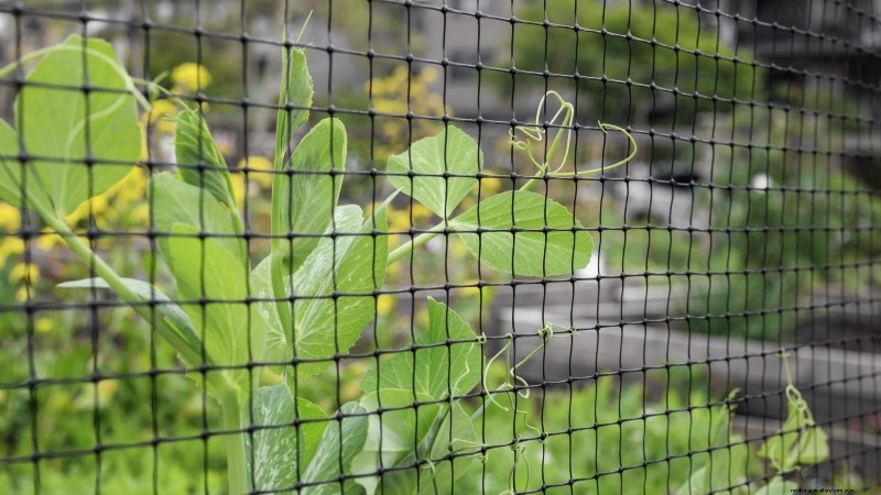 Sugar Snap Peas kweken:een beginnershandleiding voor gemakkelijke oogsten 