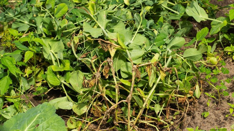 Sugar Snap Peas kweken:een beginnershandleiding voor gemakkelijke oogsten 