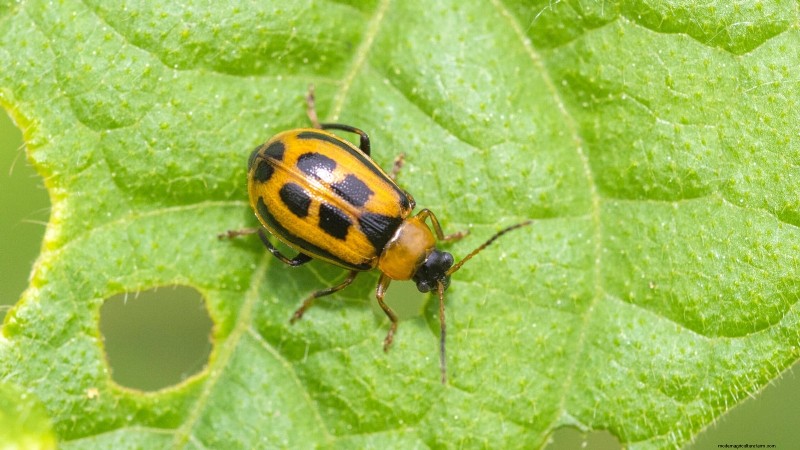 Sugar Snap Peas kweken:een beginnershandleiding voor gemakkelijke oogsten 