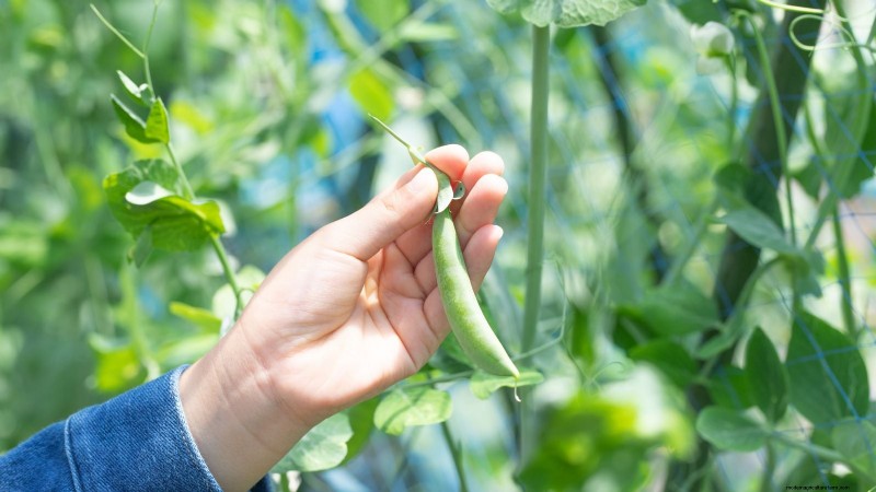 Sugar Snap Peas kweken:een beginnershandleiding voor gemakkelijke oogsten 
