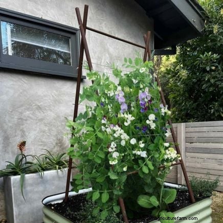 Cultivo de sandías en camas elevadas:una guía completa 