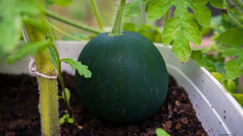 Cultivo de sandías en camas elevadas:una guía completa 