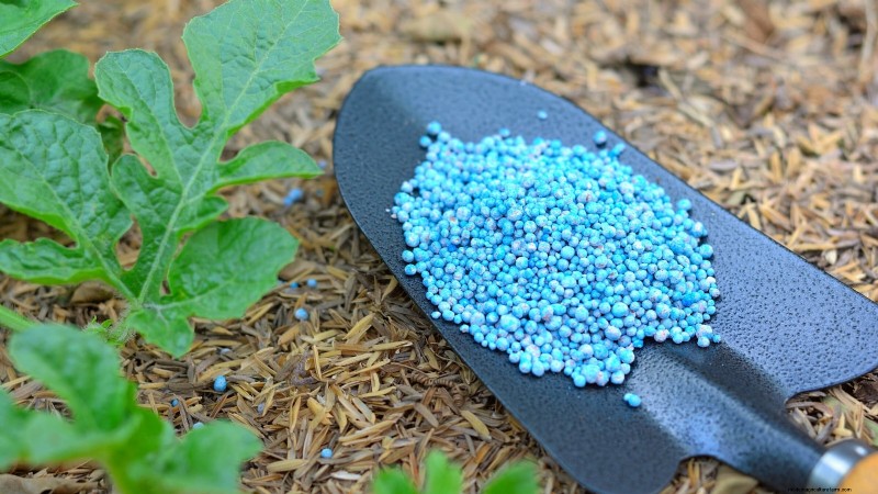Cultivo de sandías en camas elevadas:una guía completa 