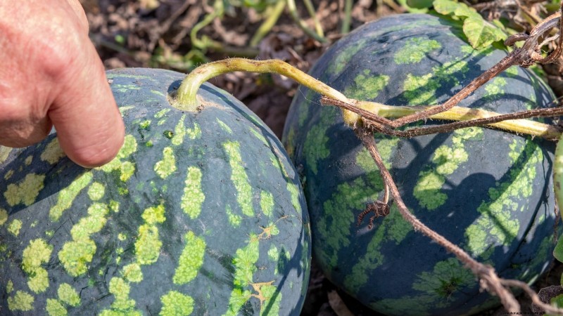 Cultivo de sandías en camas elevadas:una guía completa 