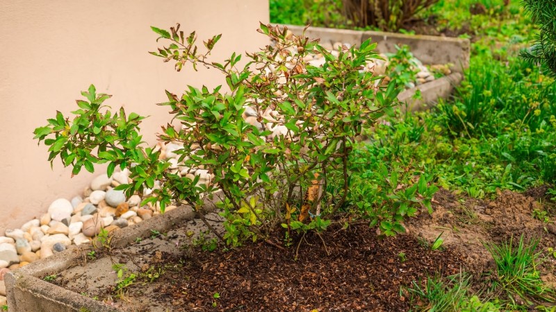 春にブルーベリーの木を植える：完全ガイド 