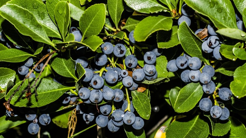 春にブルーベリーの木を植える：完全ガイド 