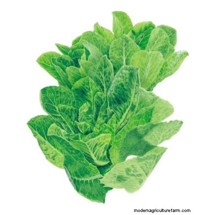 Verdure a raccolta rapida:coltiva il cibo in 60 giorni o meno 