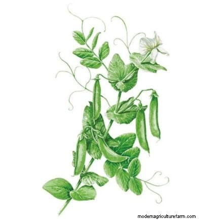 Verdure a raccolta rapida:coltiva il cibo in 60 giorni o meno 