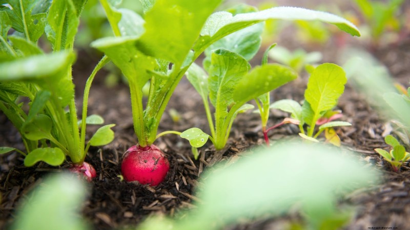 Verdure a raccolta rapida:coltiva il cibo in 60 giorni o meno 