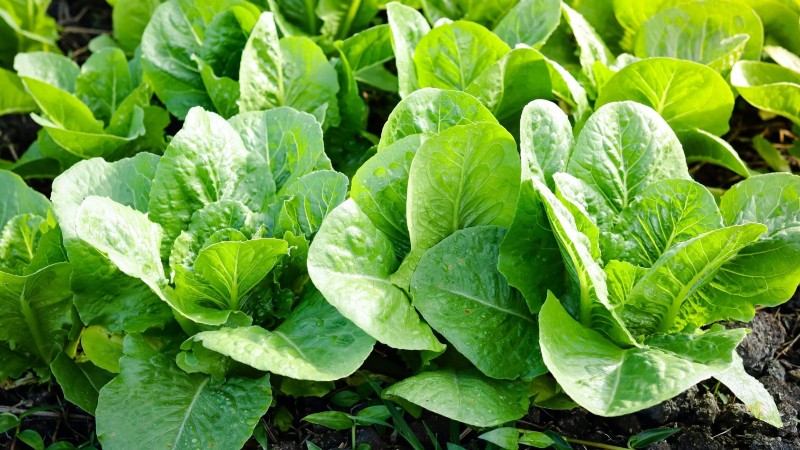 Verdure a raccolta rapida:coltiva il cibo in 60 giorni o meno 