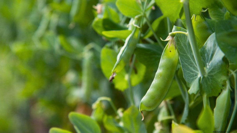 Verdure a raccolta rapida:coltiva il cibo in 60 giorni o meno 
