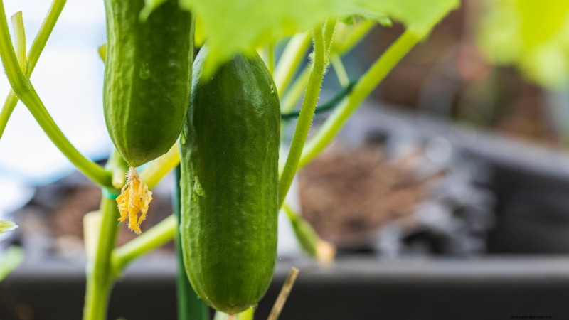 Verdure a raccolta rapida:coltiva il cibo in 60 giorni o meno 