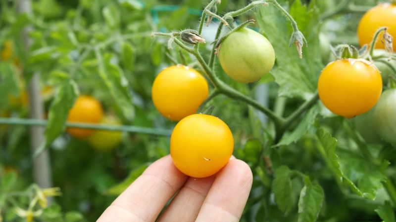 Verdure a raccolta rapida:coltiva il cibo in 60 giorni o meno 