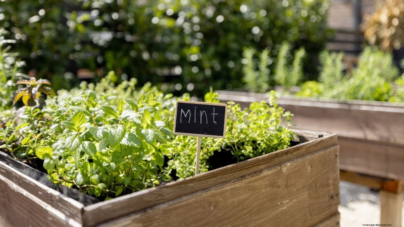 Coltivazione di erbe aromatiche indoor o outdoor:qual è la migliore per la primavera? 