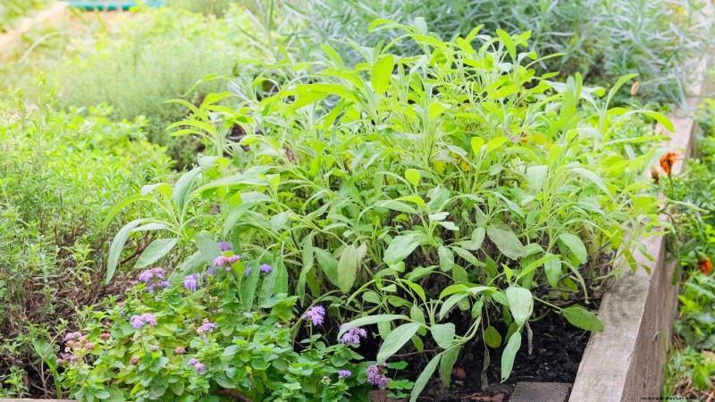 Coltivazione di erbe aromatiche indoor o outdoor:qual è la migliore per la primavera? 