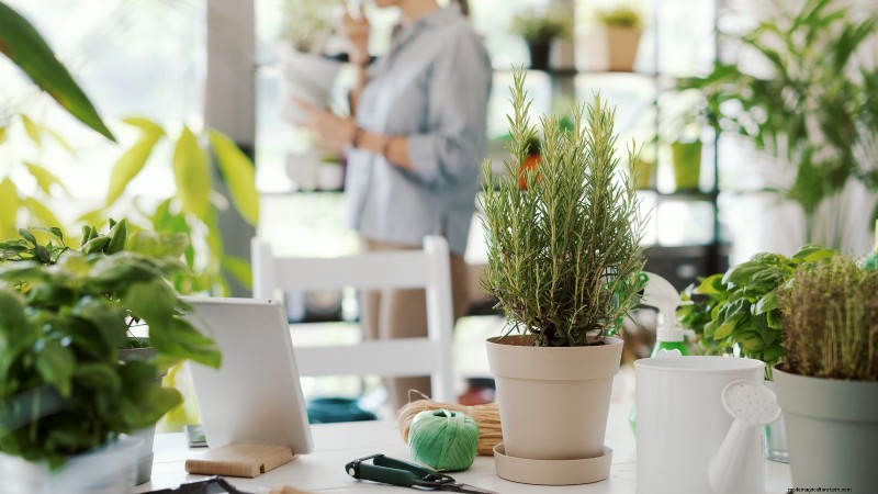 Coltivazione di erbe aromatiche indoor o outdoor:qual è la migliore per la primavera? 