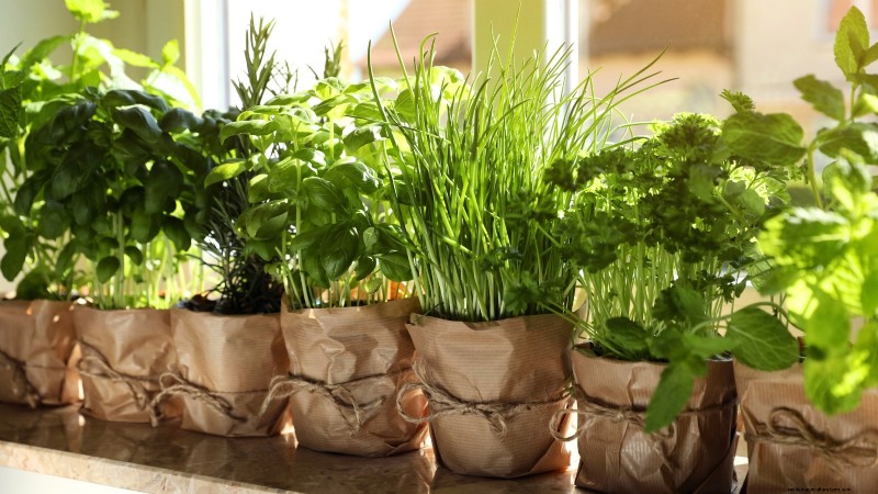 Coltivazione di erbe aromatiche indoor o outdoor:qual è la migliore per la primavera? 