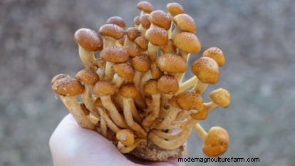 Kweek kastanjechampignons thuis:een uitgebreide gids 