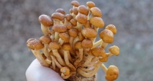 自宅で栗きのこを育てる：総合ガイド 