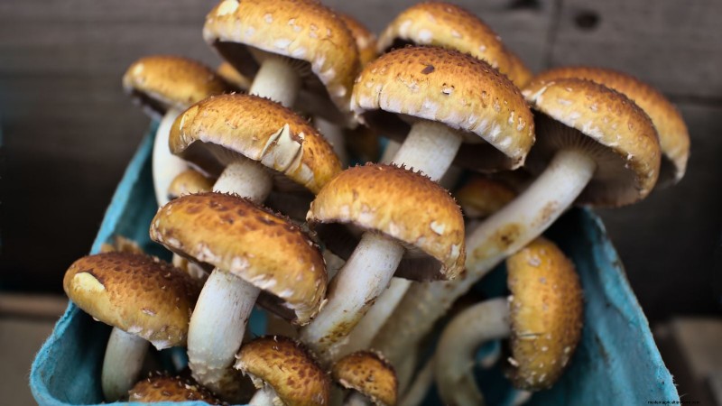 Kweek kastanjechampignons thuis:een uitgebreide gids 