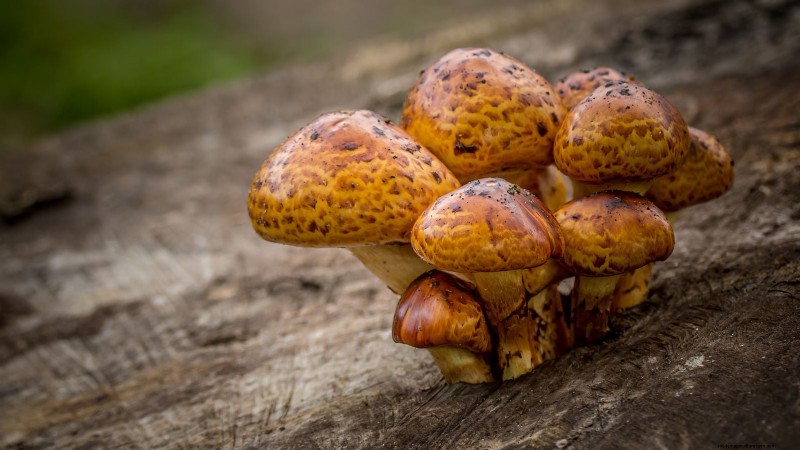 Kweek kastanjechampignons thuis:een uitgebreide gids 