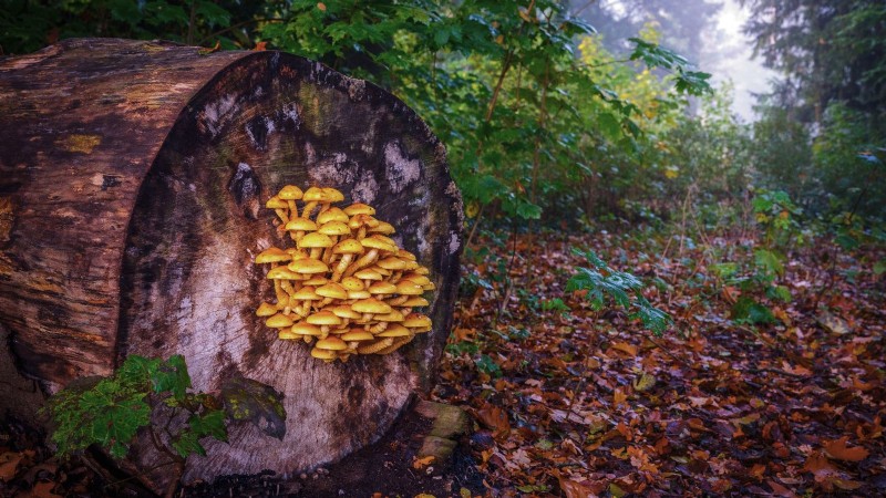 Kweek kastanjechampignons thuis:een uitgebreide gids 