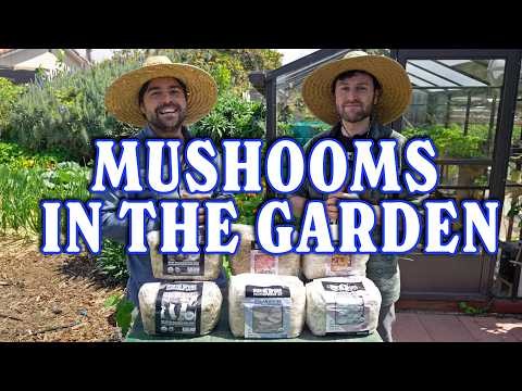 Kweek kastanjechampignons thuis:een uitgebreide gids 