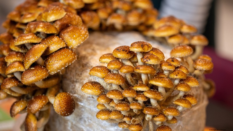 Kweek kastanjechampignons thuis:een uitgebreide gids 