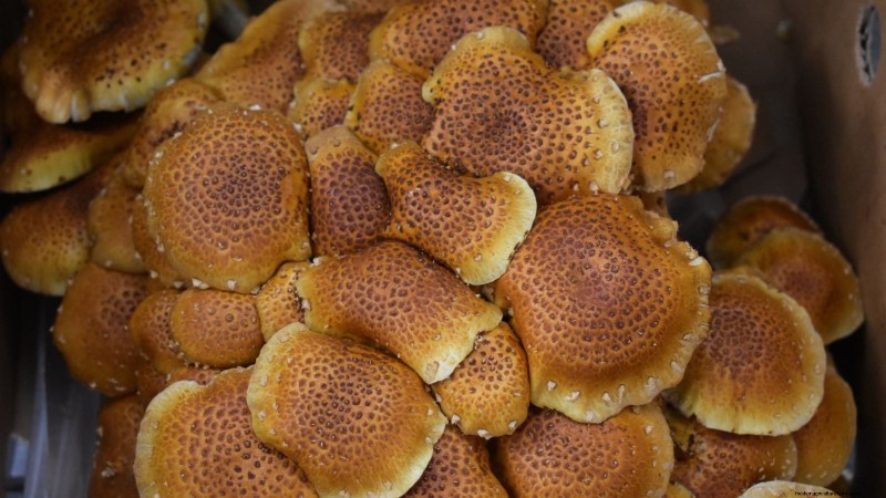 Kweek kastanjechampignons thuis:een uitgebreide gids 