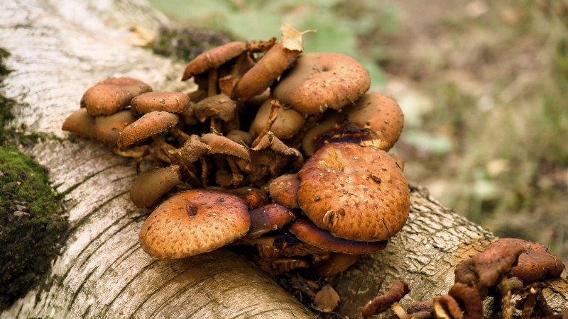 Kweek kastanjechampignons thuis:een uitgebreide gids 