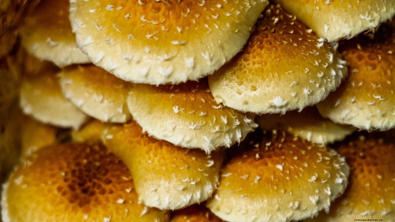Kweek kastanjechampignons thuis:een uitgebreide gids 