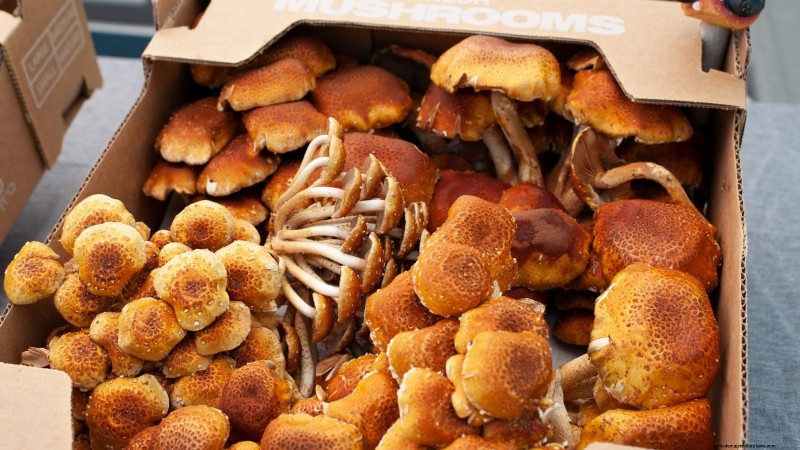 Kweek kastanjechampignons thuis:een uitgebreide gids 