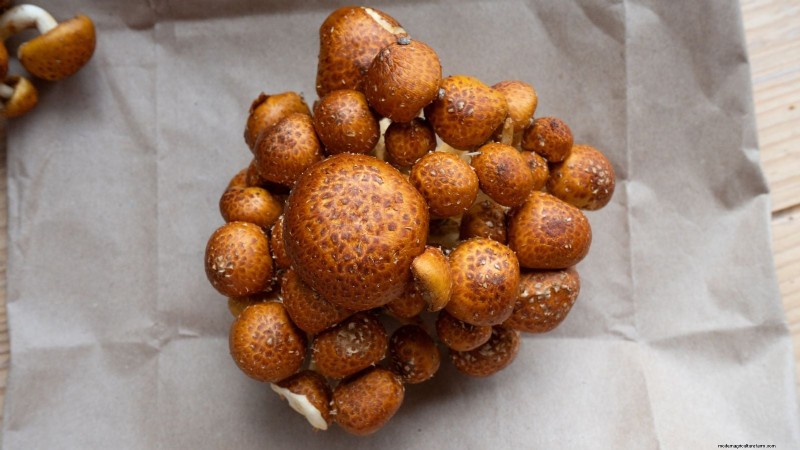 Kweek kastanjechampignons thuis:een uitgebreide gids 