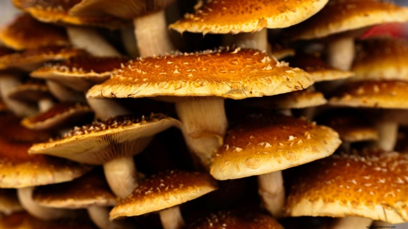 Kweek kastanjechampignons thuis:een uitgebreide gids 