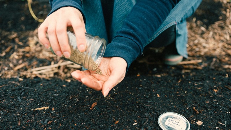 Scarlet Nantes-wortelen:een complete kweekgids voor thuistuinders 