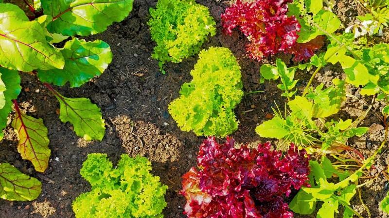Rencana Rotasi Tanaman 4 Tahun:Panduan Sederhana untuk Taman yang Berkembang 