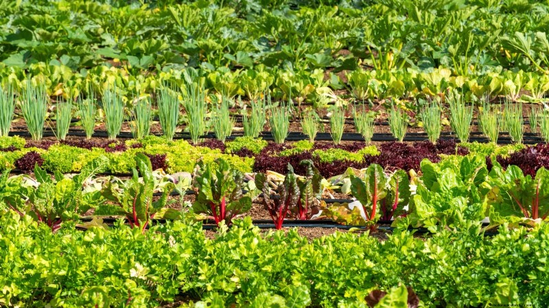 Rencana Rotasi Tanaman 4 Tahun:Panduan Sederhana untuk Taman yang Berkembang 