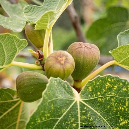 Potatura di gennaio:7 alberi da frutto e viti per un raccolto abbondante 
